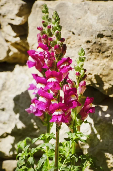 Frühling oder Sommerblume — Stockfoto