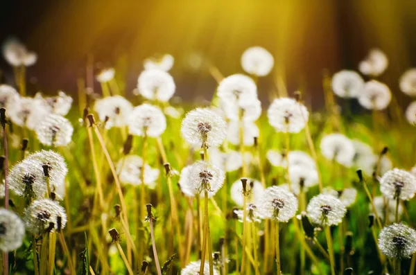 Witte paardebloem veld — Stockfoto