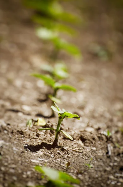 Lente Sprout rij — Stockfoto