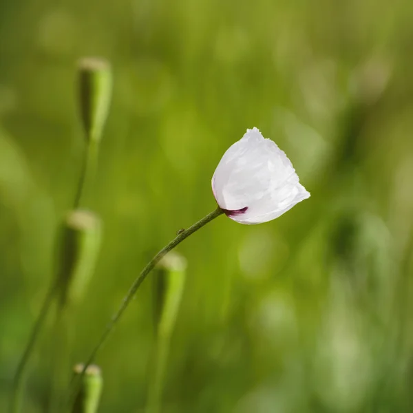 Weiße Mohnblume — Stockfoto