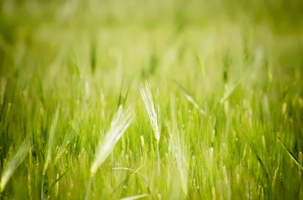 Pink Feather Background — Stock Photo, Image