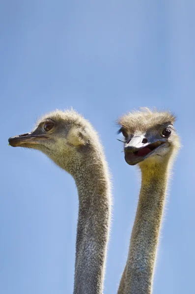 Ostrich Bird Over Blue sky — Stock Photo, Image