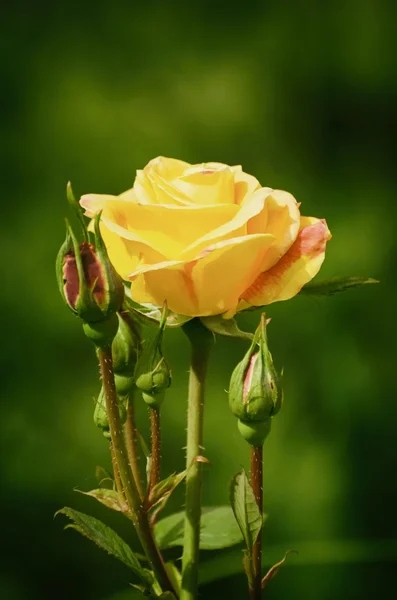 Amarelo rosa flor — Fotografia de Stock