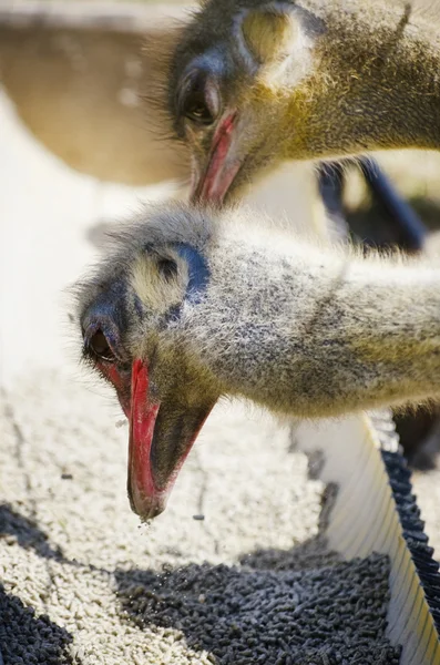 Manger des oiseaux d'autruche — Photo