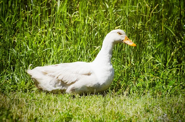 鴨の白の農場 — ストック写真