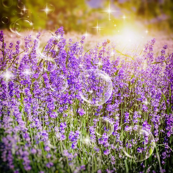 Campo de lavanda y adornos — Foto de Stock