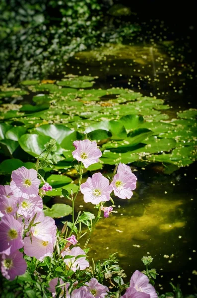 池と花 — ストック写真