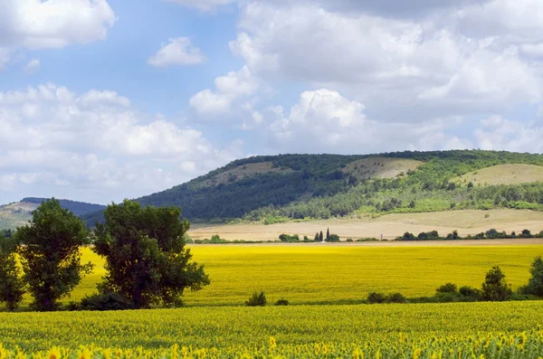 Legrační kachny na vodu — Stock fotografie