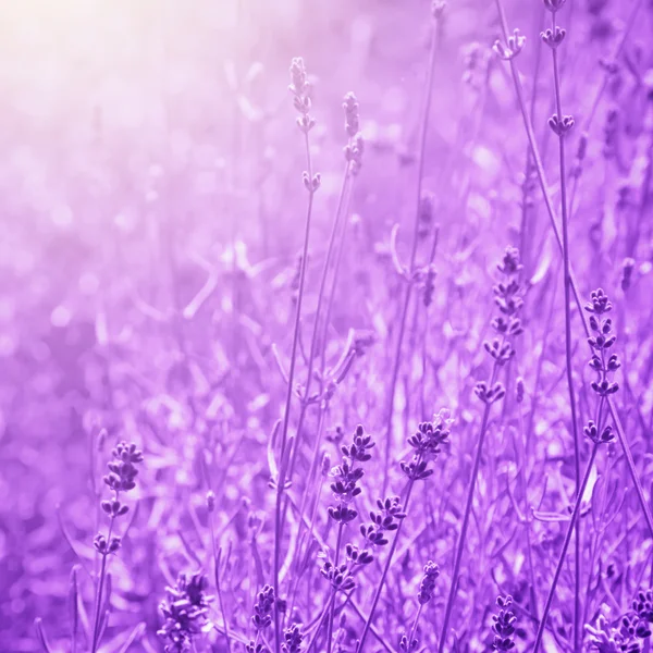 Lavendel — Stockfoto