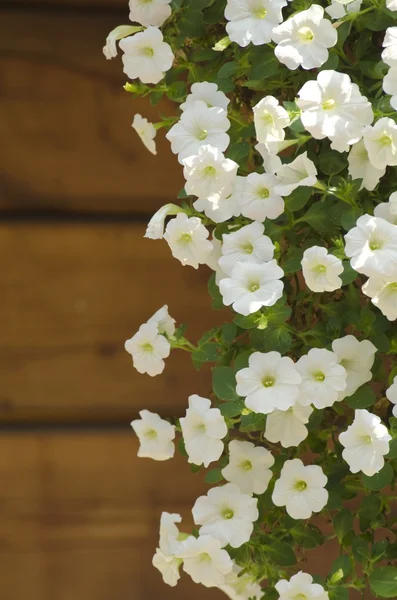 Frühlingsblume — Stockfoto