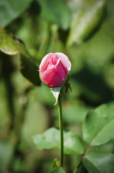 Rosenblüte — Stockfoto