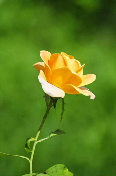 玫瑰花朵 — 图库照片