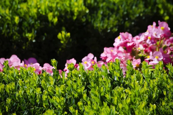 Fiore di primavera — Foto Stock