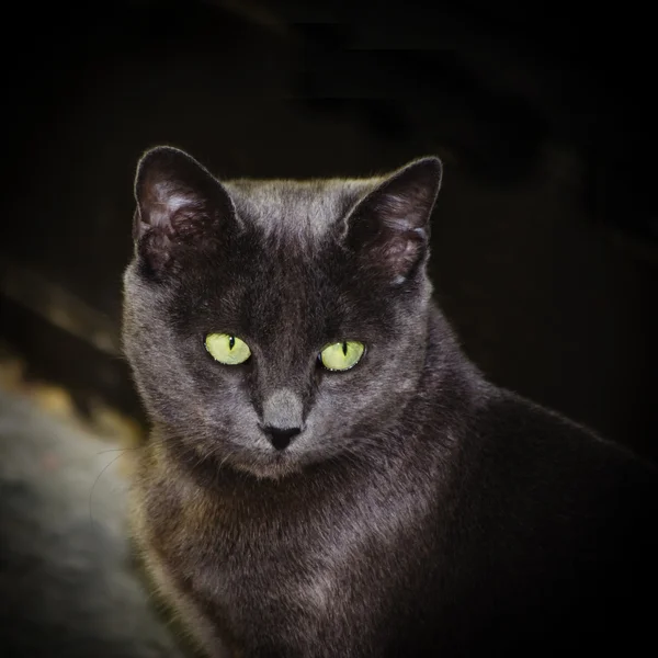회색 고양이 — 스톡 사진