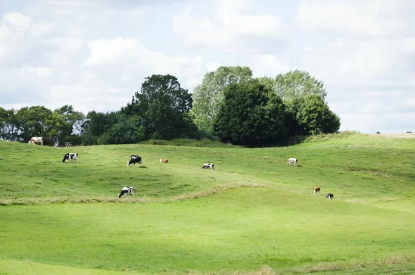 Boerderij weiland met koe — Stockfoto