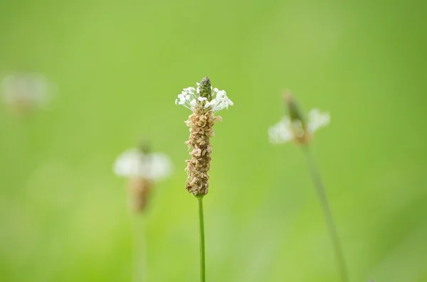 Frühlingsblume — Stockfoto