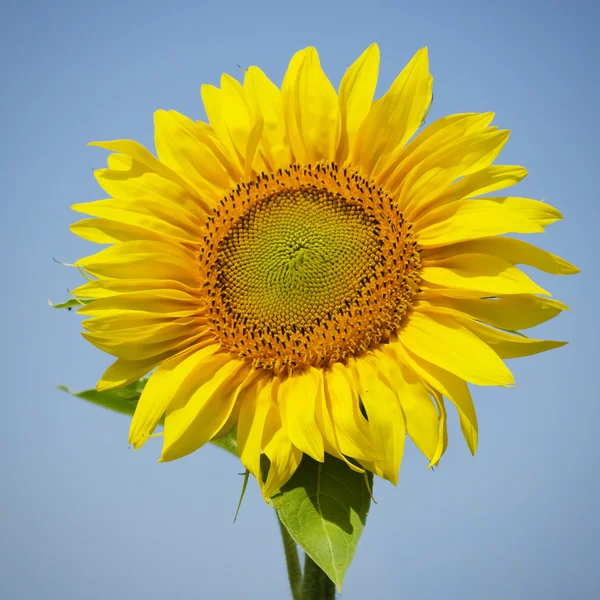 Girasol — Foto de Stock