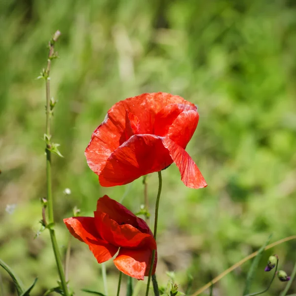 Flor de papoula vermelha — Fotografia de Stock