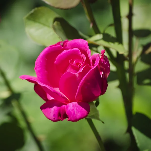 Roze bloem — Stockfoto