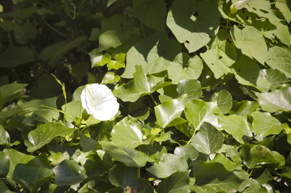 Sfondo naturale — Foto Stock