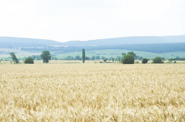 Feldlandschaft — Stockfoto