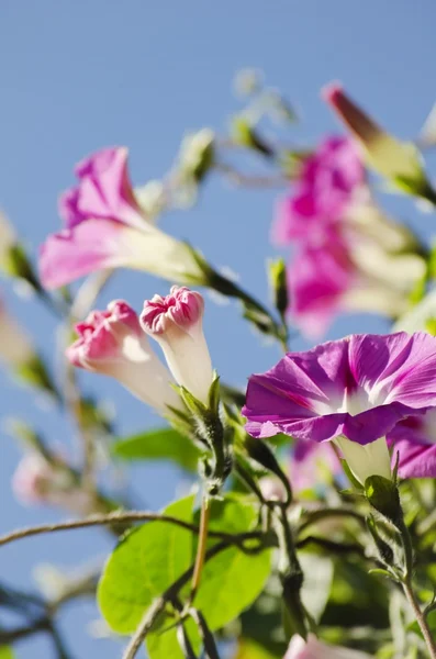 Petunia-bloem — Stockfoto