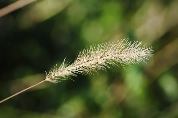 Herbststimmung — Stockfoto