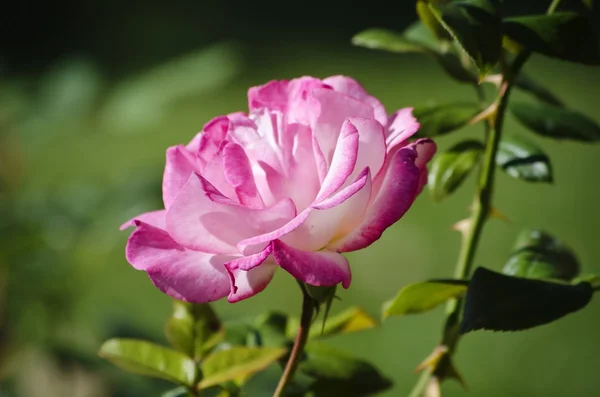 Roze roos — Stockfoto