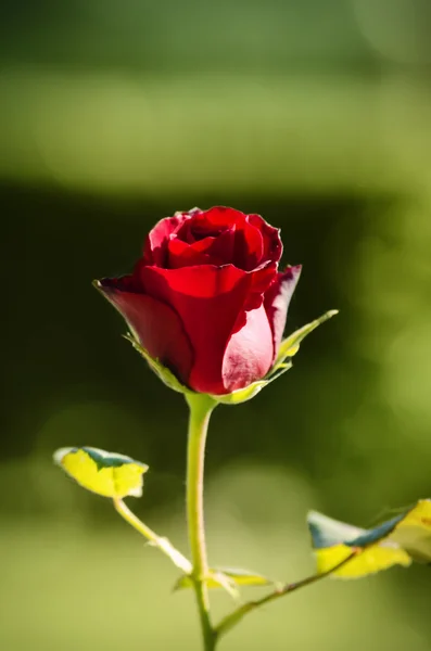 Rosa roja Fotos de stock libres de derechos