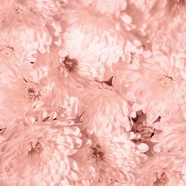 pembe krizantem arka plan