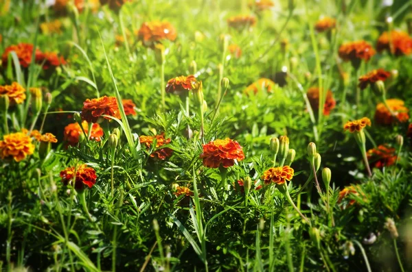 Flor de verano —  Fotos de Stock