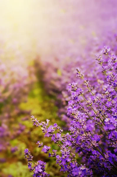 Lavanda — Foto de Stock