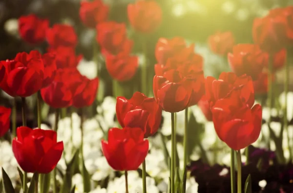 Red Tulip Flowers — Stock Photo, Image