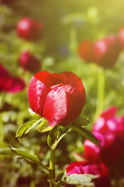 Pfingstrosenblüten — Stockfoto