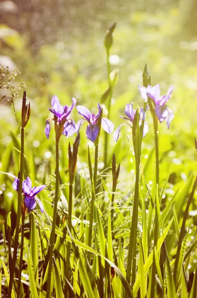 Iris Flower Blossom — Stock Photo, Image