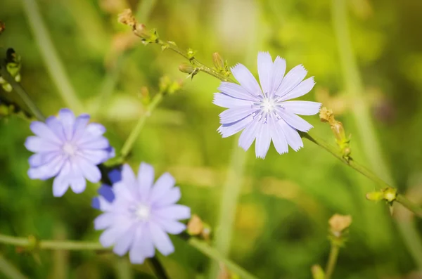 Fleurs de chicorée — Photo