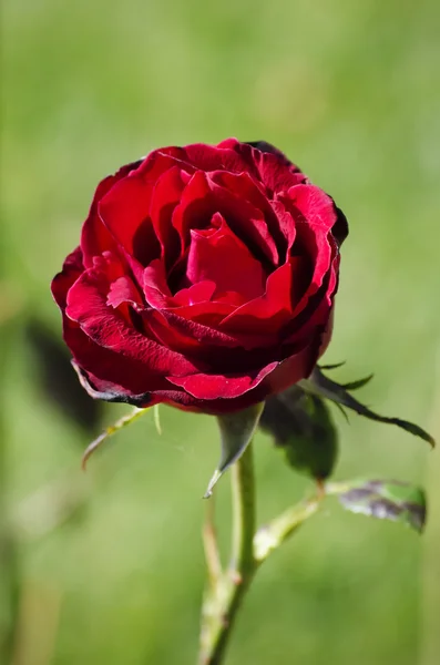 Rosenblüte — Stockfoto