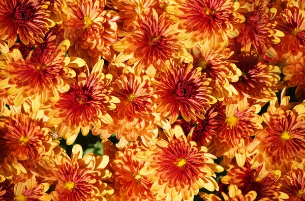 Orange Chrysanthemen Hintergrund — Stockfoto