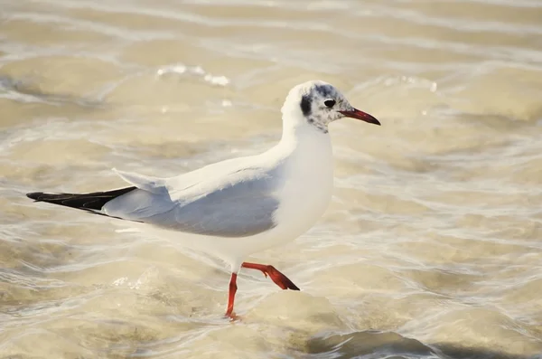 Möwe — Stockfoto