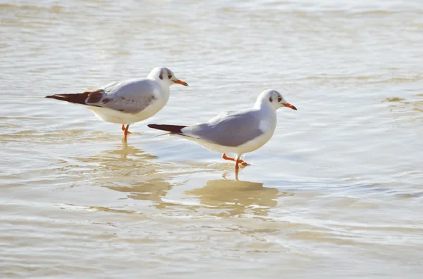 Seagull — Stock Photo, Image