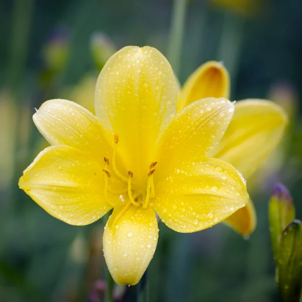Жовтий лілії квітка — стокове фото