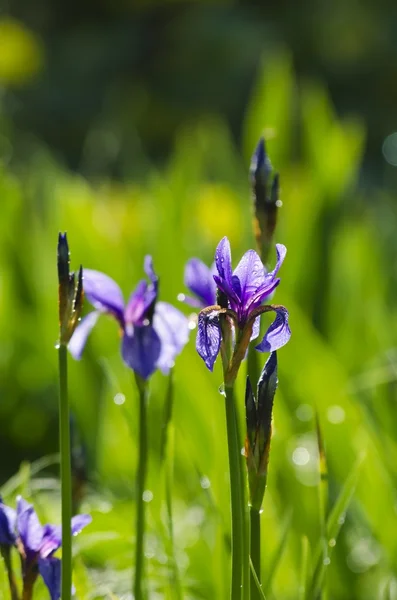 Iris bloem — Stockfoto