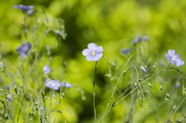 Flor de verão — Fotografia de Stock