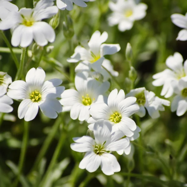 Sommerblume — Stockfoto