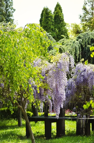 Wisterienblüte — Stockfoto