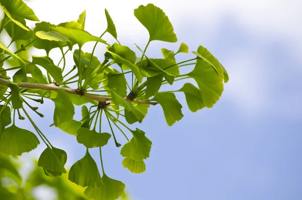 Ginkgo biloba — Stockfoto