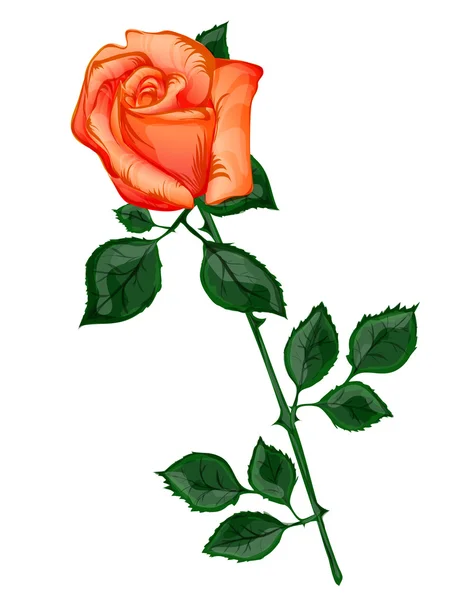 Rose orange — Image vectorielle