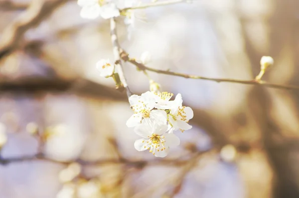 春天树开花 — 图库照片
