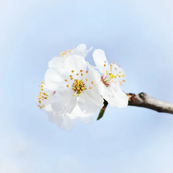 Spring Tree Blossom — Stock Photo, Image