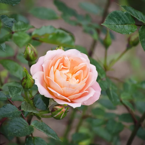 Rose Flower — Stock Photo, Image